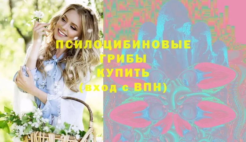 omg ССЫЛКА  Бакал  Псилоцибиновые грибы Psilocybe 